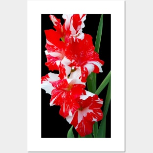 Red and White Gladiolus Sword Lilies Posters and Art